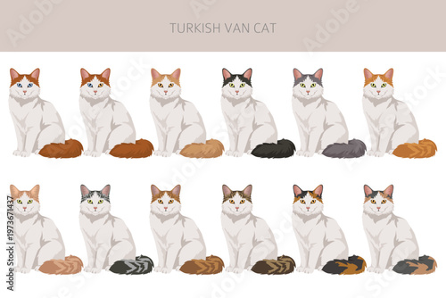 Turkish Van Cat clipart. All coat colors set.  All cat breeds characteristics infographic. Vector illustration