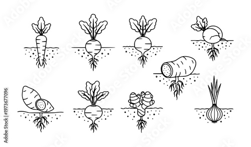 Root Vegetables Line Art Icon Set Growing Underground Vector Illustration