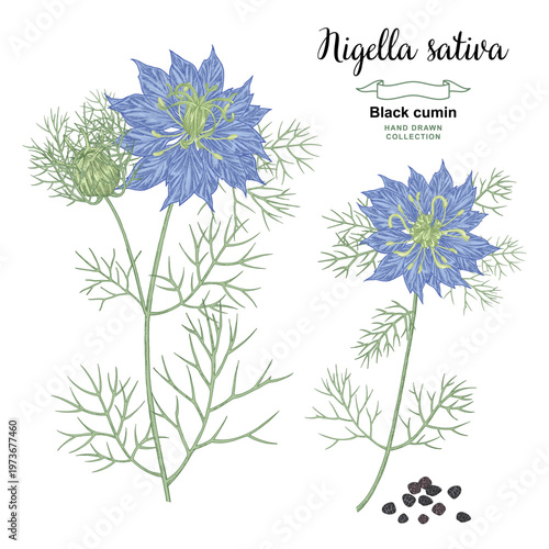 Nigella sativa, black caraway, black cumin plant vector illustration. Flowers and seed of Black cumin. Hand drawn detailed botanical. Sketch style.