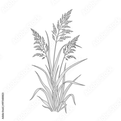 wild grass line art illustration growing naturally a simple botanical plant design for organic nature concepts and backgrounds.