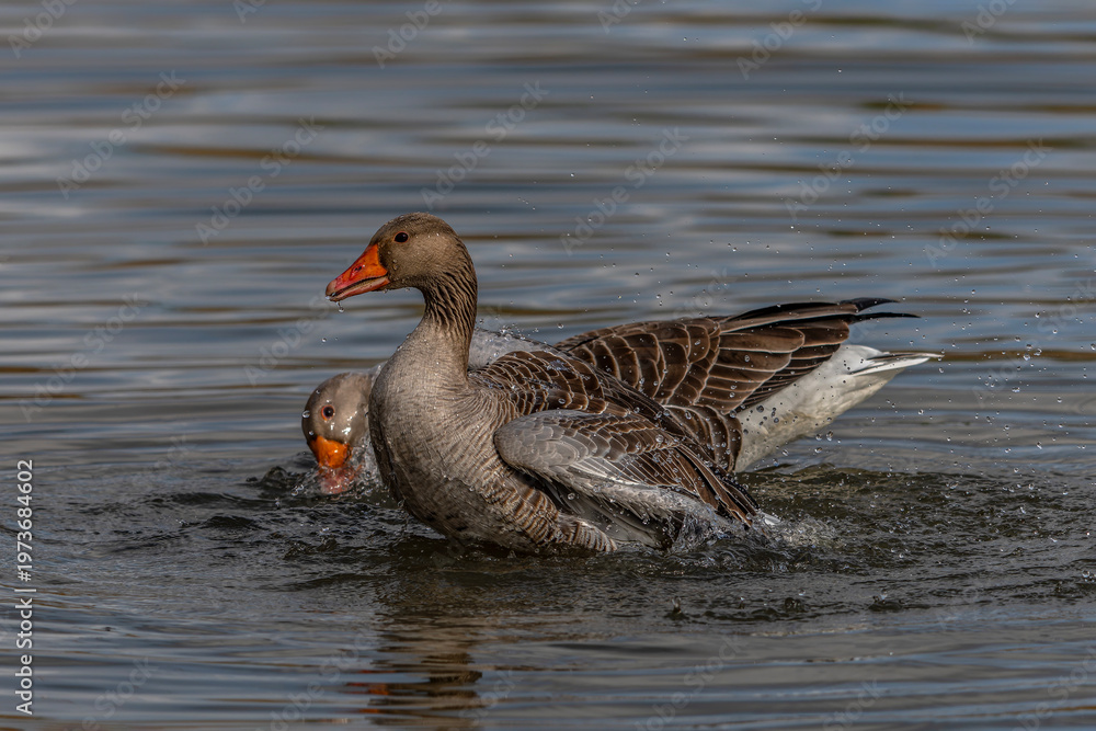 Fototapeta premium Greylag Goose (Anser anser) taking a bath with splashing water and displaying feathers. Gelderland in the Netherlands. 
