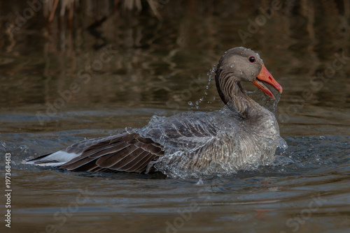 Fotografía Greylag Goose (Anser anser) taking a bath with splashing water and displaying feathers