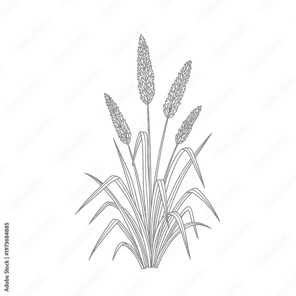 Fototapeta premium grass plant line art illustration with detailed green leaves and seed spikes perfect for botanical designs and nature-themed branding