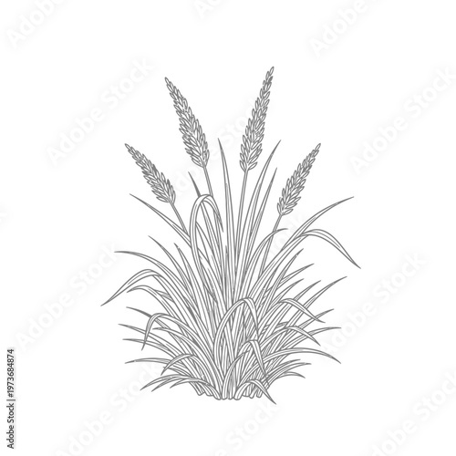 grass plant botanical illustration natural drawing of a wild perennial with seed heads perfect for organic and environmental designs