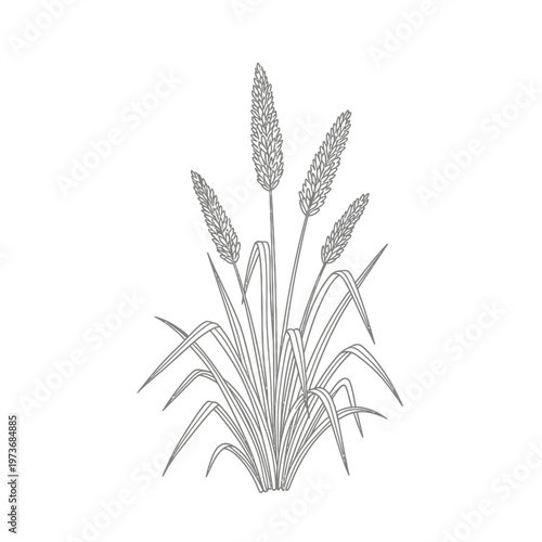 grass plant line art illustration with detailed green leaves and seed spikes perfect for botanical designs and nature-themed branding