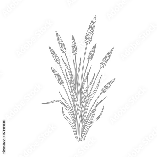 plantain grass botanical drawing of wild plants a simple outline illustration for natural design projects.