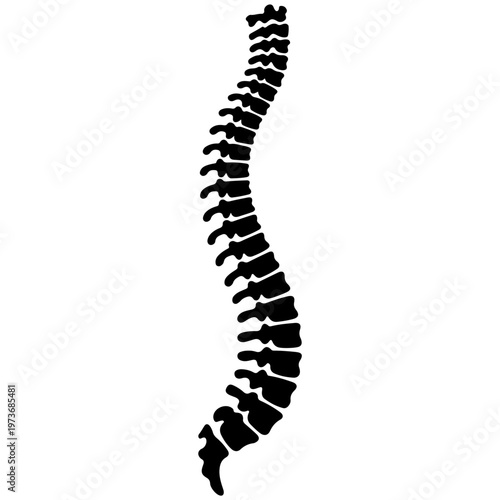 Illustration of the human vertebral column showing the spinal curvature and vertebrae alignment