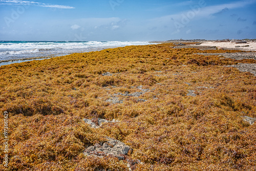 Massive sargassum seaweed accumulation covering rocky Caribbean coastline with ocean waves and sandy beach in background under blue sky