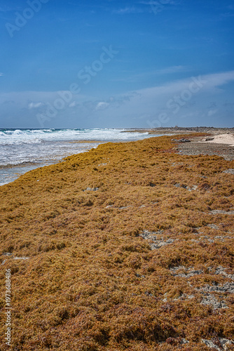 Massive sargassum seaweed accumulation covering rocky Caribbean coastline with ocean waves and sandy beach in background under blue sky