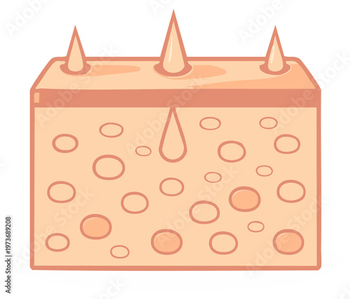 Dermal Layer with Hair Follicles, Oil Glands and Sweat Glands, Illustration