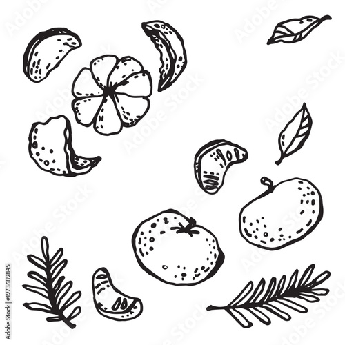 A stylized tangerines and with fir branches