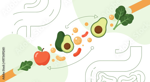 Healthy Gut Microbiome: Digestion of Fruits, Vegetables, and Probiotics