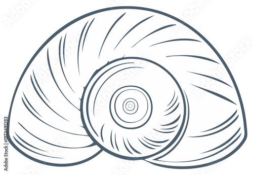 Nautilus Shell Line Art Vector Illustration, Ocean Sea Creature, Marine Mollusk