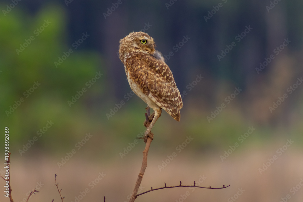 Fototapeta premium Little owl in the nature in Venezuela
