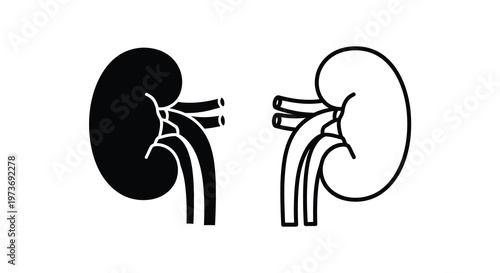 Anatomical illustration depicting human kidneys in contrasting black and white silhouette