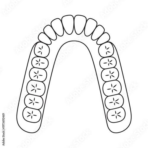 Diagram of human teeth showcasing the arrangement of an upper dental arch