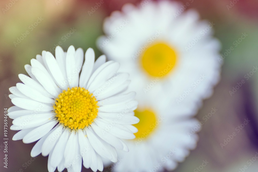 Obraz premium Close up of a white daisy flower with yellow center in a field. Soft focus macro photography of spring blossoms for nature, wellness, beauty, and greeting card concepts.