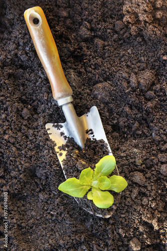 top view on planting shovel lying on fresh dirt with  a seedling lettuce grow...