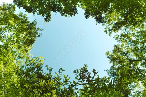Canvastavla Low angle view of lush green tree branches forming a natural circular frame against a clear blue sky