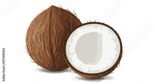 Detailed illustration of a whole brown coconut next to a half coconut showing the fresh white meat inside the shell.