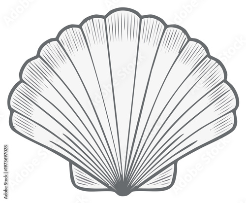 Detailed vintage style seashell illustration with engraved lines and shading.