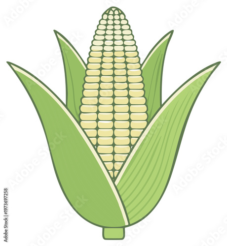 Ear of corn with green husks vector illustration. Fresh sweetcorn vegetable icon for farm harvest or food design.