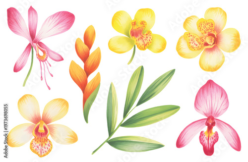 Exotic tropical flowers collection, orchid and heliconia watercolor elements isolated botanical set.