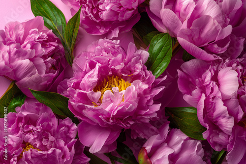 Pink peonies with green leaves on a pink background