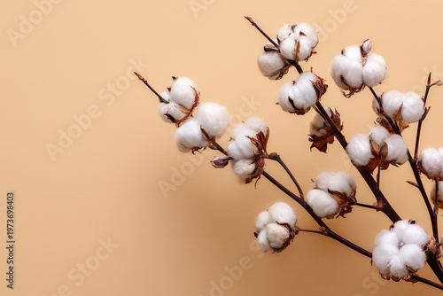 Cotton branch on a plain background with a simple color