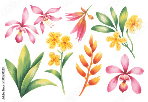 Exotic tropical flowers collection, orchid and heliconia watercolor elements isolated botanical set.