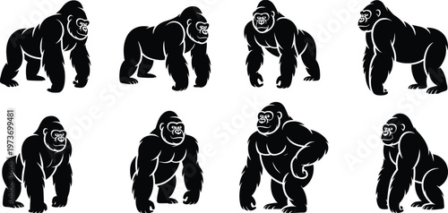 Black gorilla silhouettes set with powerful standing walking and alpha male poses, primate wildlife collection, cad drawing flat vector illustration, jungle animal