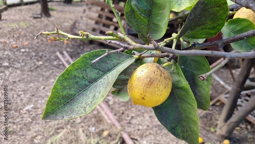 Ripe Lemon on Tree with Sooty Mold on Leaves in Garden