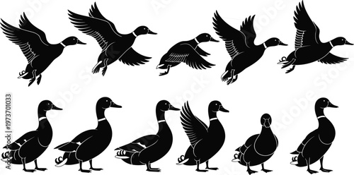 Mallard duck silhouette set, flying and standing waterfowl collection, black and white bird icons, hunting flat vector illustration isolated on white background, nature.