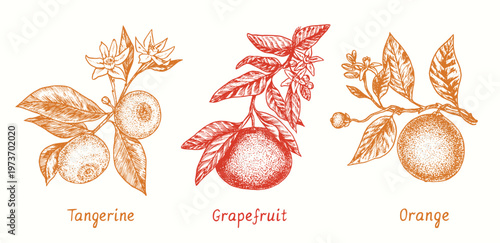 Tangerine, grapefruit and orange fruit collection on branch with leaves and flowers. Ink doodle drawing in woodcut style  