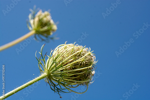 Beautiful wild flower in view
