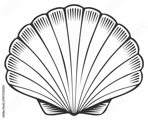 Detailed black and white illustration of a seashell, oceanic design element