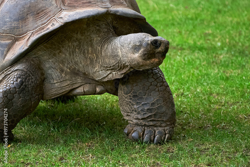  Giant tortoise on the grass in the zoo      