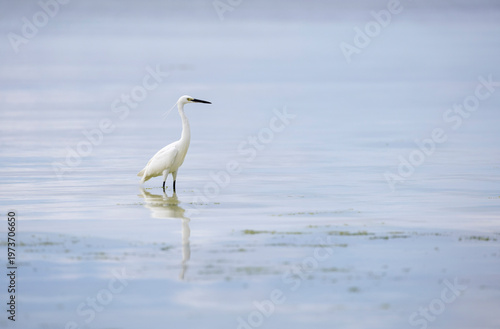 Cuadro en lienzo little egret in wetlands hunting fish, Siquijor, the Philippines