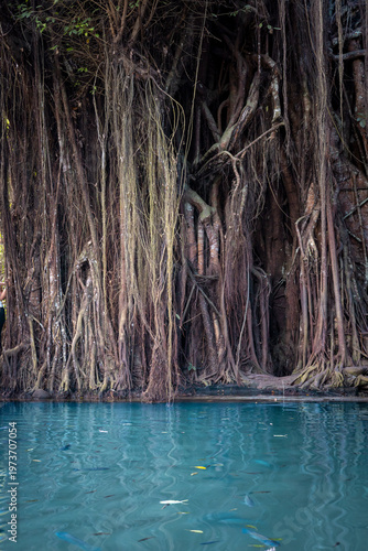 Old Enchanted Balete Tree with its expansive root systems and trunks and the blue pool fed by natural spring with fish spa, Siquijor, the Philippines