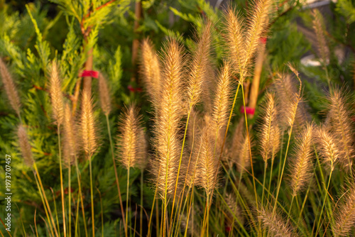 Ornamental Fountain Grass with Soft Plumes in Natural Garden Setting