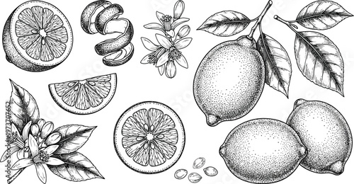 Botanical illustration of citrus fruits and herbs