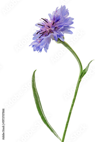 Blue cornflower on a long stem, side view