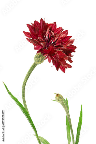 Burgundy cornflower on a long stem