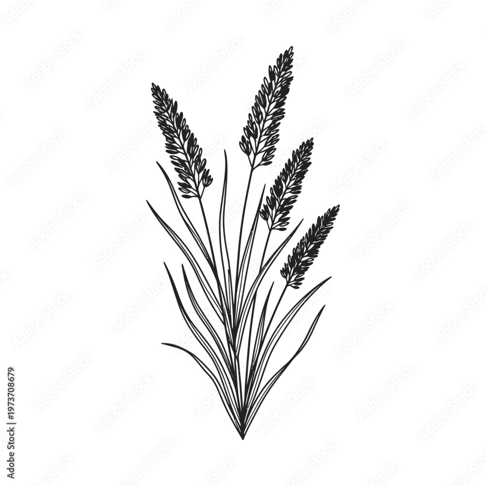 Fototapeta premium grass wheat botanical illustration line art depicting a simple plant growing elegantly perfect for natural and organic designs on white