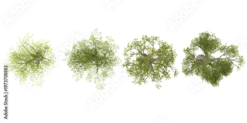 Collection of Moringa plants on transparent background from the top view