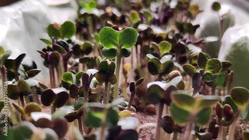 time-lapse photography of germinating seeds
