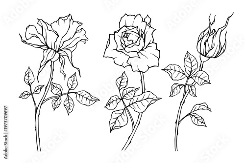 A set of botanical sketches of rose flowers and buds. Vector graphics.