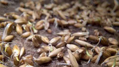 time-lapse photography of germinating seeds