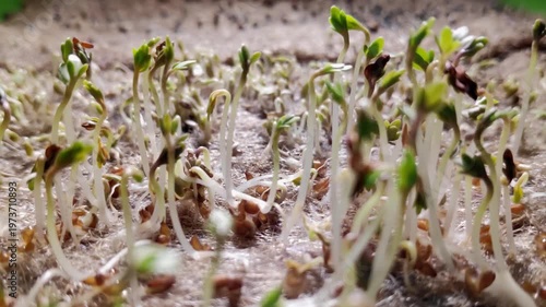 time-lapse photography of germinating seeds