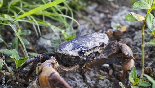 The freshwater crab, Parathelphusa convexa (rice field crab), is a pest for farmers because it makes nest holes in rice field embankments and the edges of irrigation canals, and causes leakage of wate